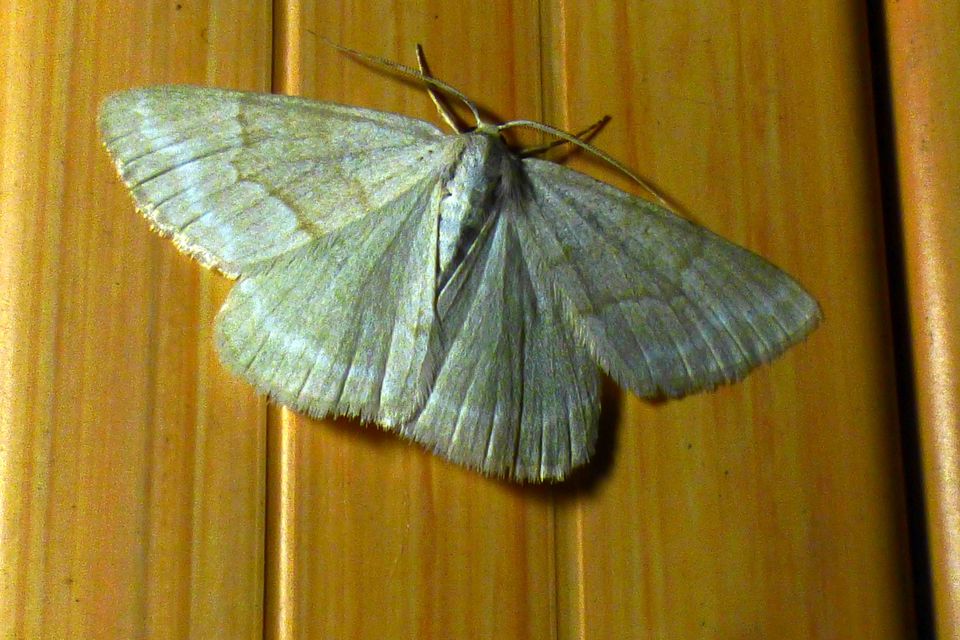 Pseudoterpna pruinata - hamvas zöldaraszoló