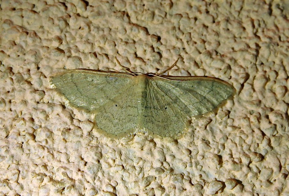 Idaea deversaria - egyszínű sávosaraszoló Idaea deversaria - egyszínű sávosaraszoló