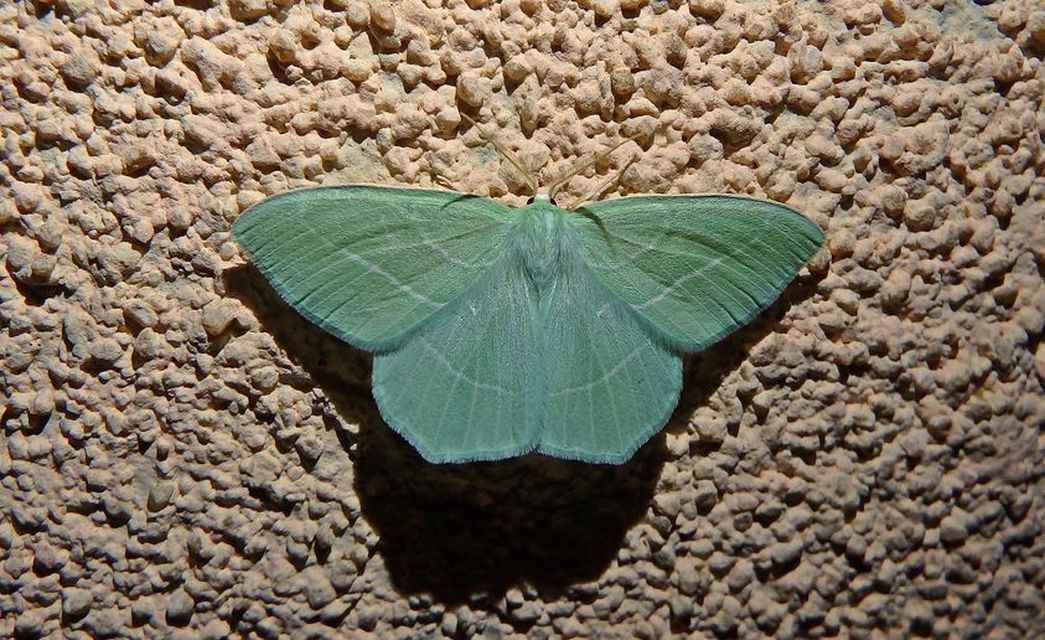 Hemistola chrysoprasaria - kékes zöldaraszoló