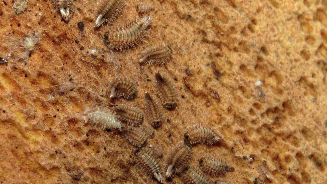 Polyxenus lagurus Polyxenus lagurus