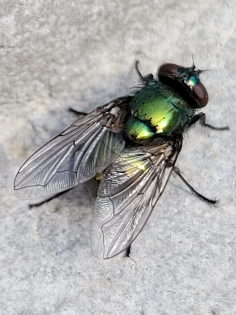 Neomyia