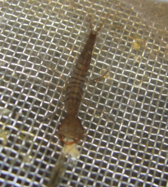 Dytiscus