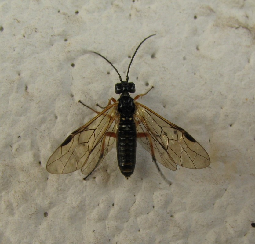 Apethymus filiformis