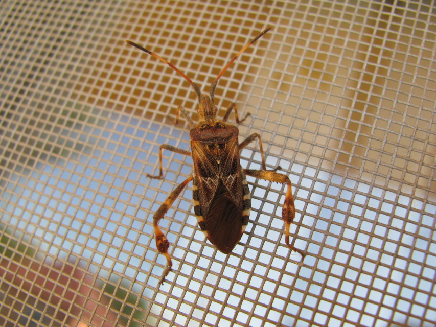 Leptoglossus occidentalis - nyugati levéllábú poloska