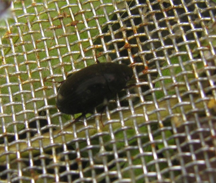 Hydrobius fuscipes - változékony csibor