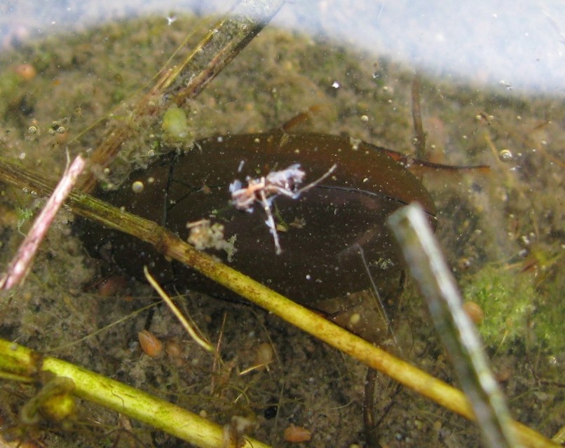 Hydrochara caraboides - kis csibor