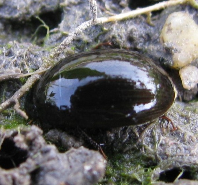 Hydrobius fuscipes - változékony csibor