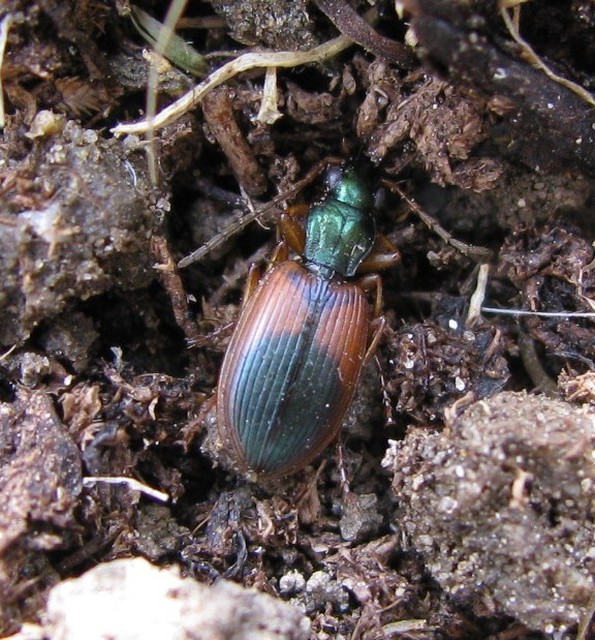 Anchomenus dorsalis - hátfoltos kisfutó