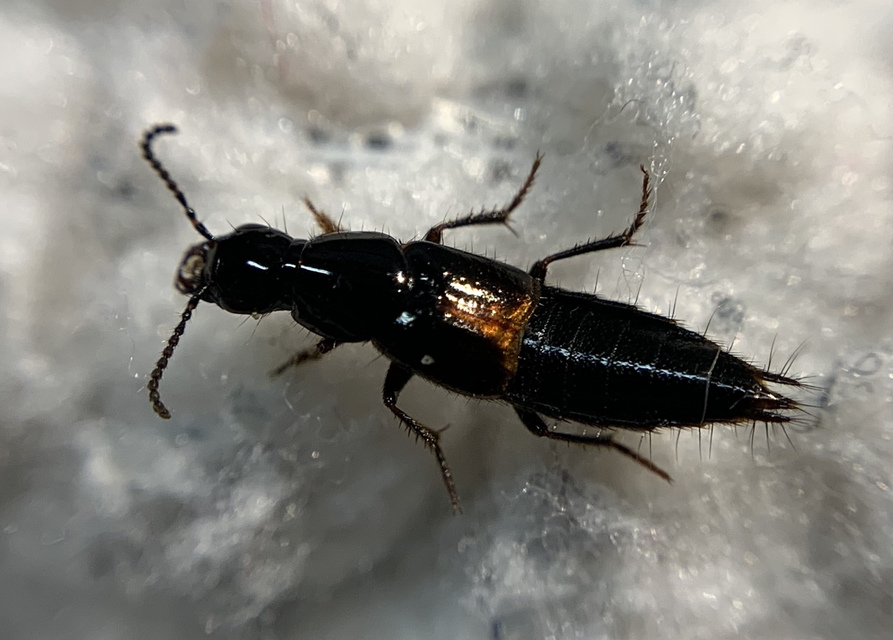 Quedius cinctus - szegélyes mohaholyva