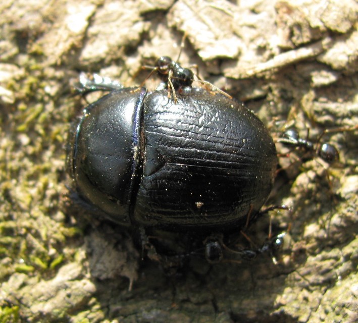 Anoplotrupes stercorosus - erdei álganéjtúró