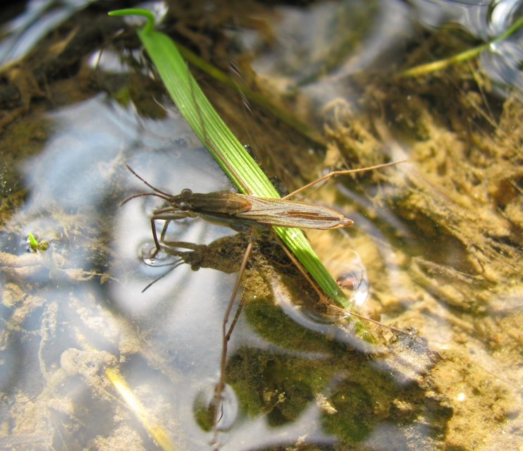 Gerridae - molnárpoloskák