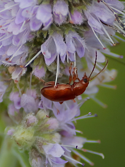 Neocrepidodera