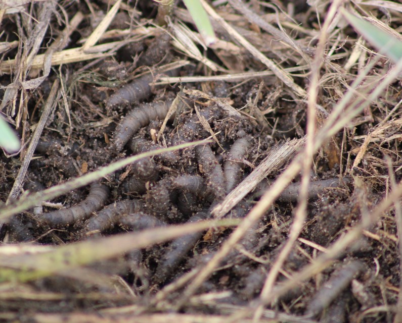 Bibioninae