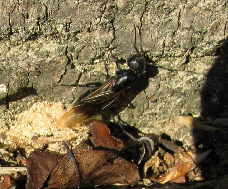 Camponotus vagus - fekete lóhangya