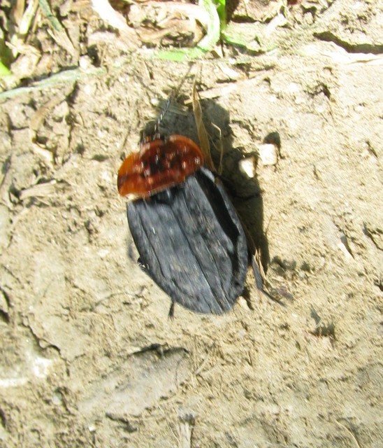 Oiceoptoma thoracicum - vörösnyakú dögbogár