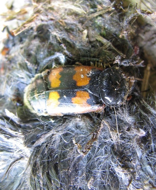 Nicrophorus vespillo - közönséges temetőbogár