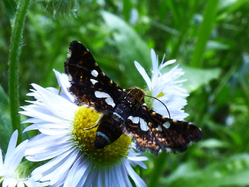 Thyris fenestrella - gyakori ablakosmoly