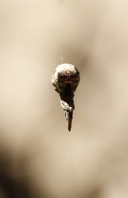 Hyptiotes paradoxus - furcsapók