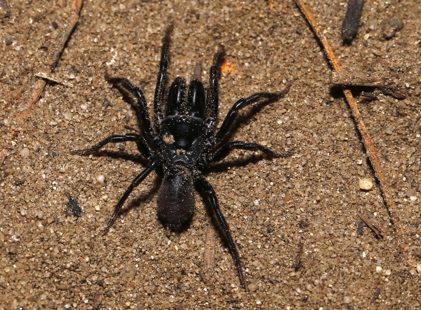 Atypus affinis - tölgyes torzpók