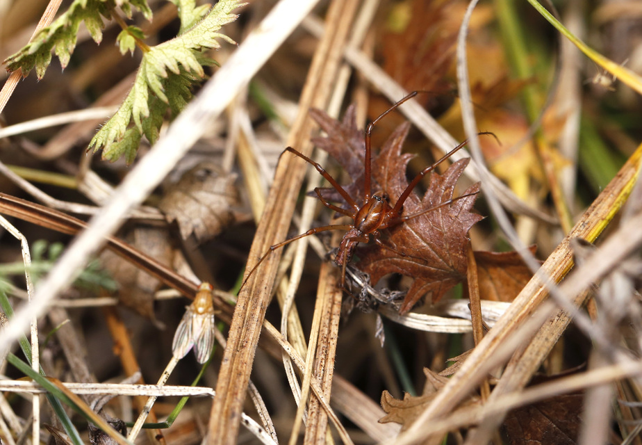 Linyphia triangularis - háromszöges vitorláspók