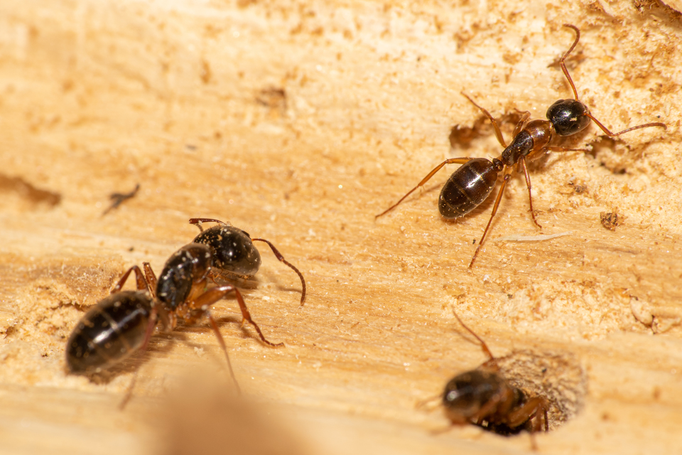 Camponotus fallax - ligeti lóhangya