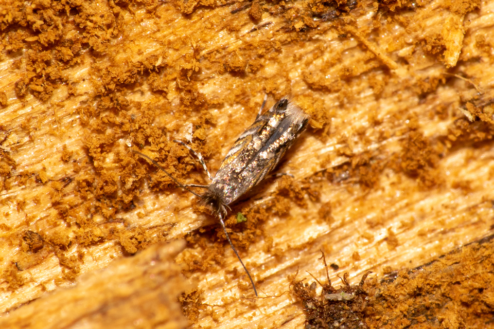 Macrosaccus robiniella - akáclevél-sátorosmoly
