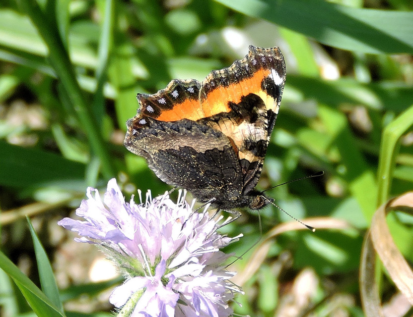 Nymphalis urticae - kis rókalepke