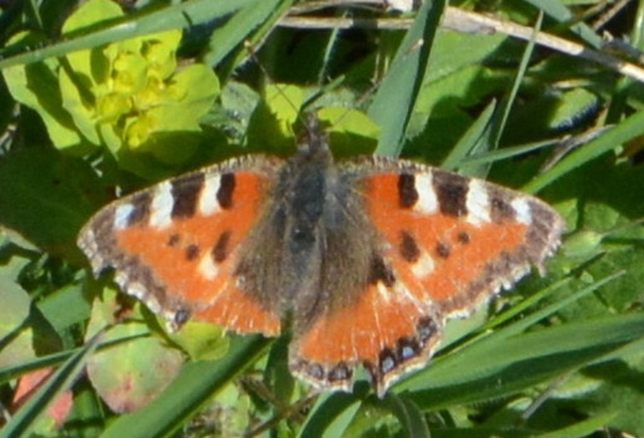 Nymphalis urticae - kis rókalepke