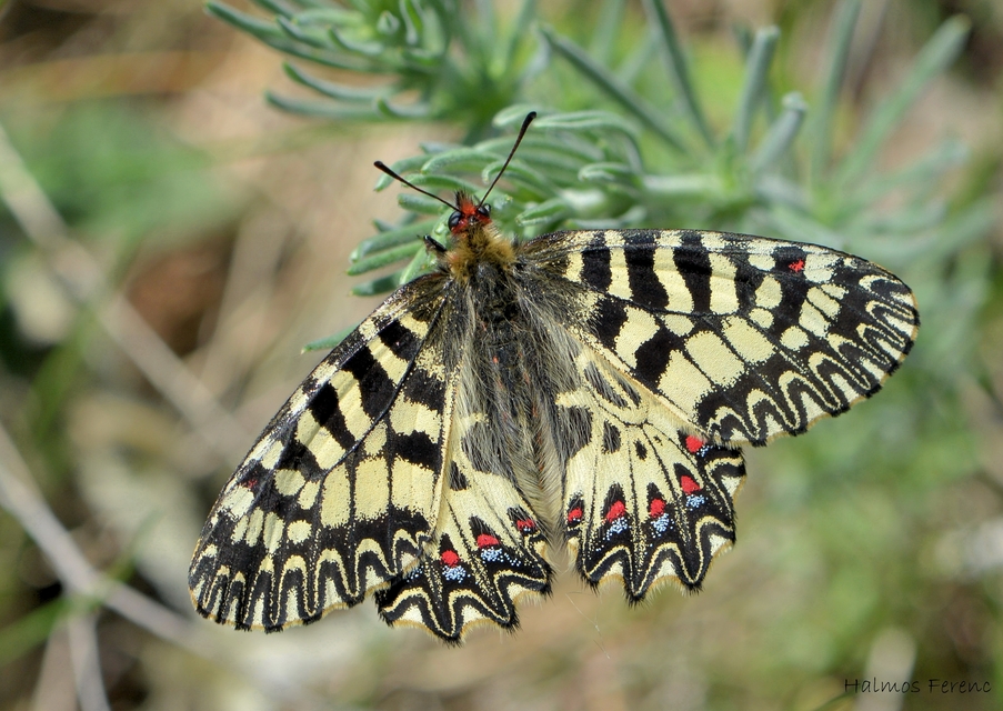 Zerynthia polyxena - farkasalmalepke