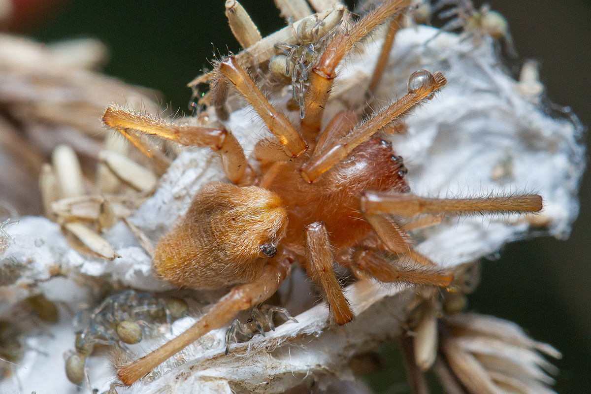 Cheiracanthium