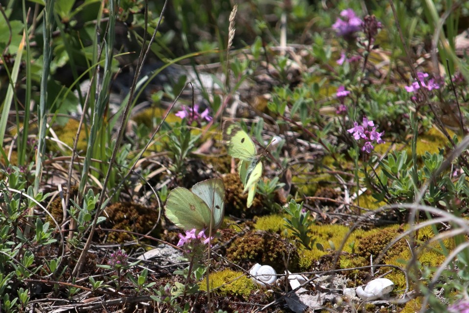 Colias alfacariensis - déli kéneslepke