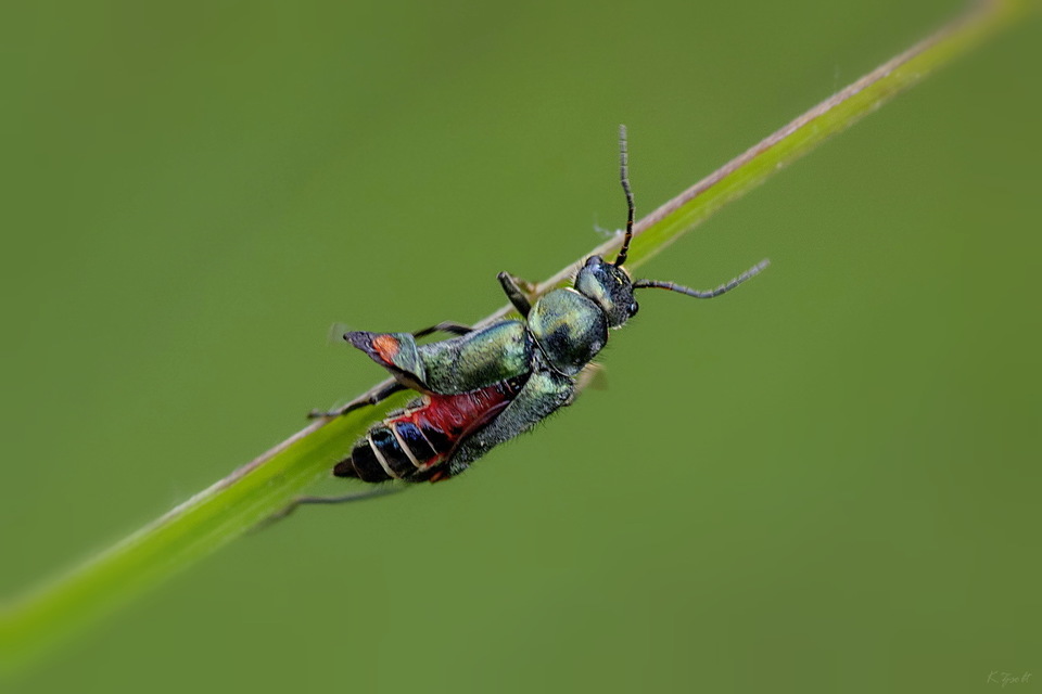 Clanoptilus
