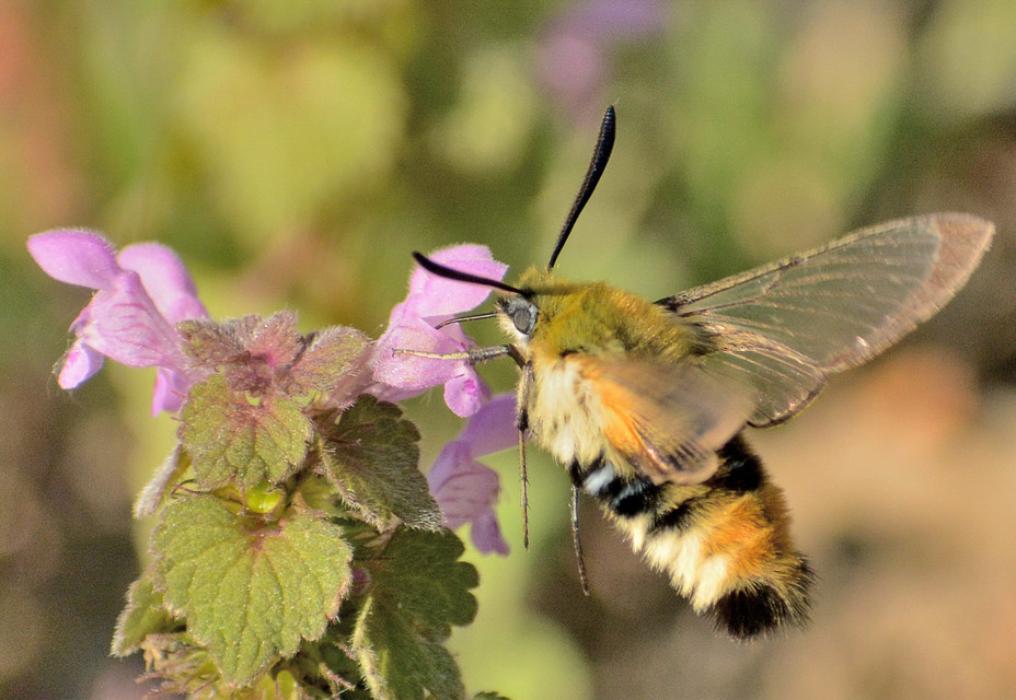Hemaris tityus - pöszörszender