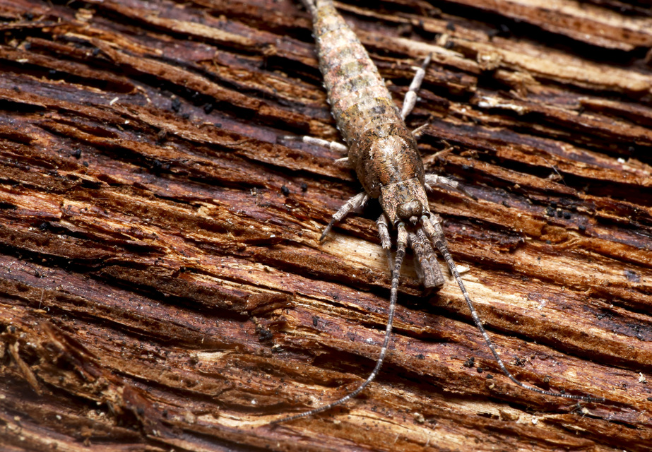 Archaeognatha - Ugróősrovarok