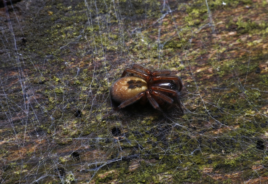Amaurobius fenestralis - ablakos eretnekpók