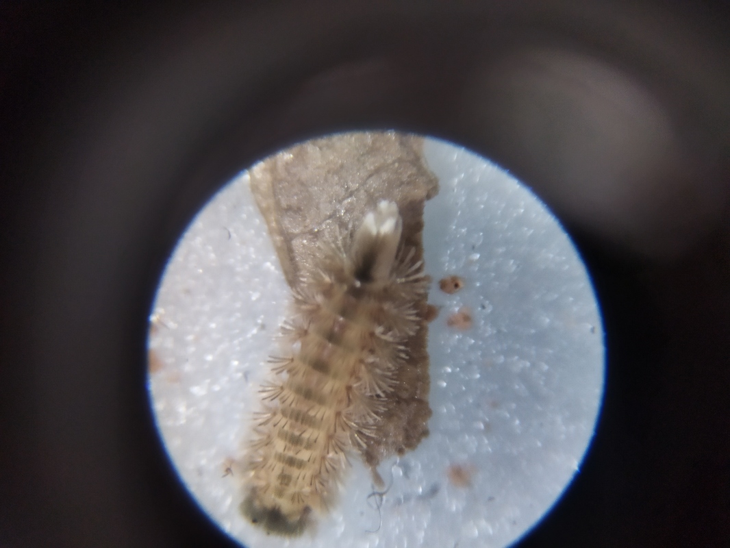 Polyxenus lagurus