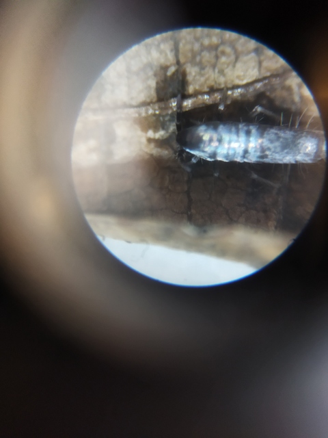 Tomoceridae