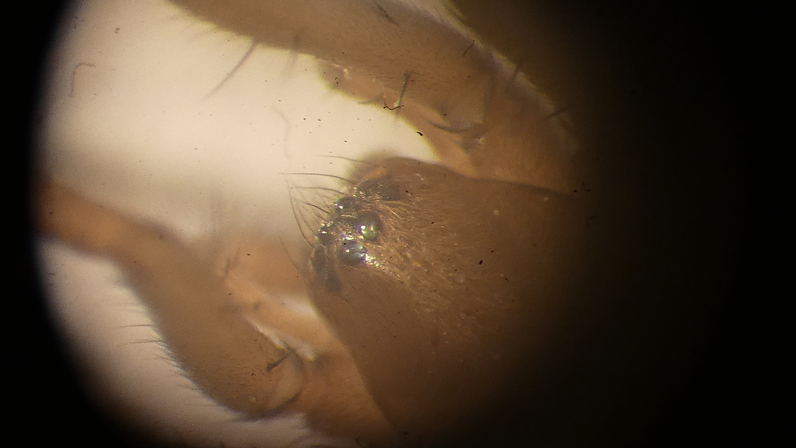 Drassodes/Drassodex