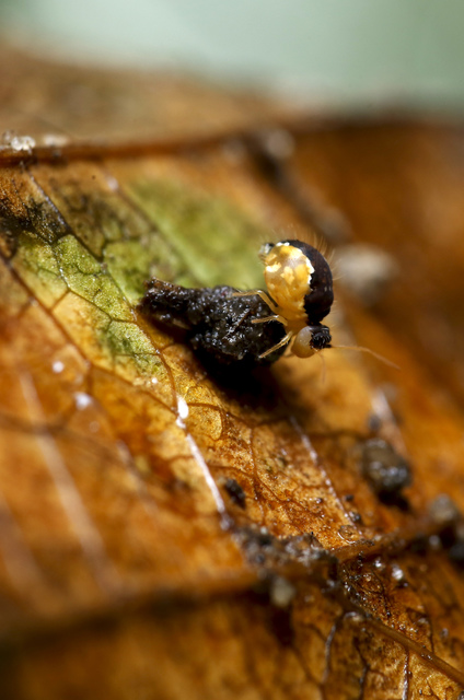 Sminthurus maculatus