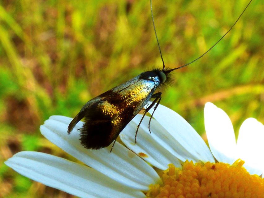 Nemophora