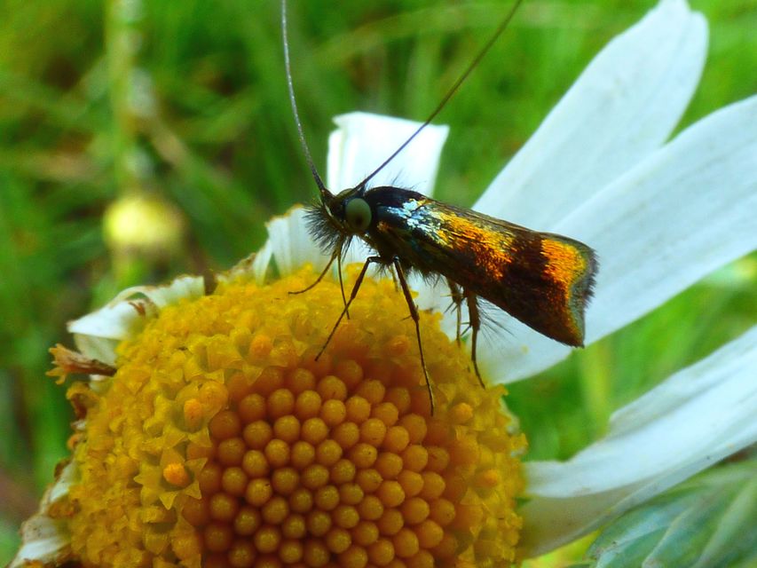Nemophora