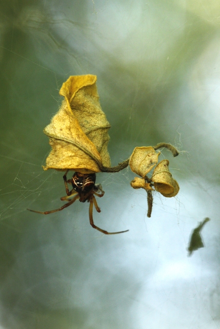 Parasteatoda lunata - holdas törpepók