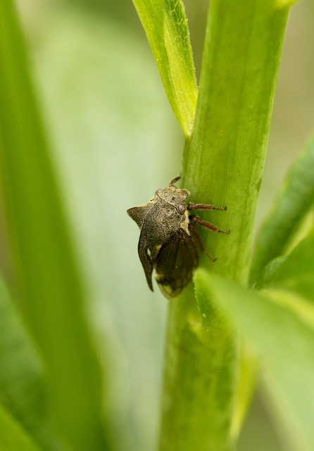 Centrotus cornutus - szarvaskabóca