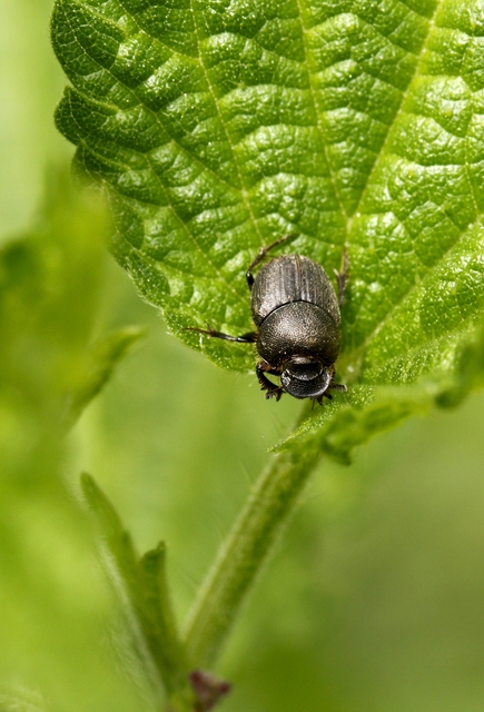 Onthophagus furcatus - villás trágyatúró