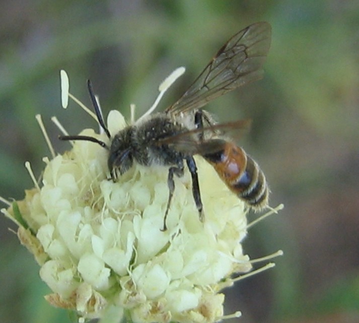 Lasioglossum