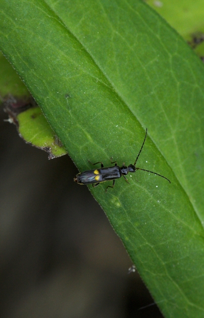Malthodes