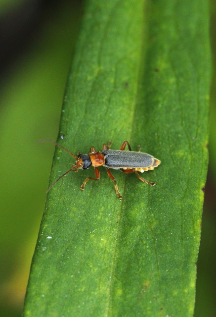 Cantharis lateralis - szegélyes lágybogár