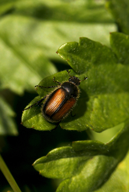 Omaloplia nigromarginata - szegélyes kiscserebogár