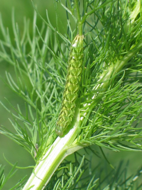 Cucullia chamomillae - székfű-csuklyásbagoly
