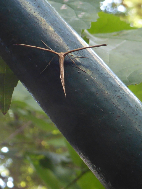 Emmelina monodactyla/argoteles